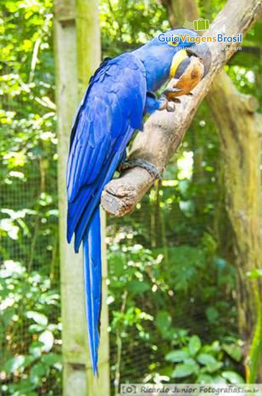 Imagem de uma linda arara azul no Parque das Aves, em Foz do Iguaçu, PR.