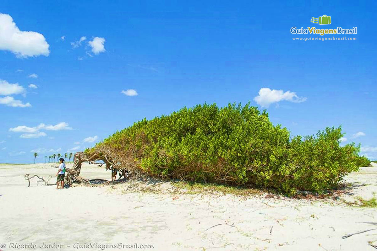 Imagem da conhecida árvore da preguiça, ao fundo bela praia. 