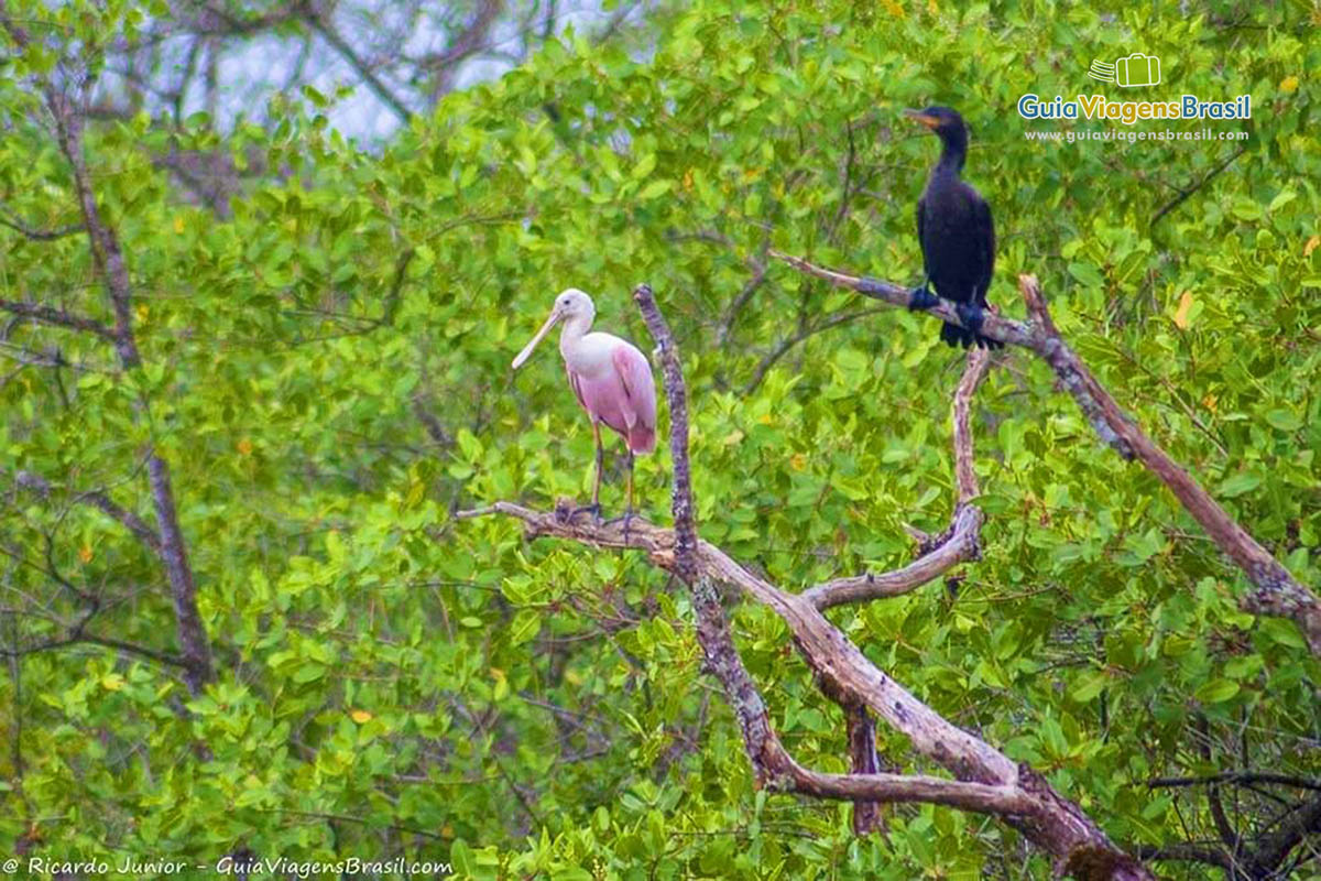 Imagem de dois pássaros no galho de uma árvore.
