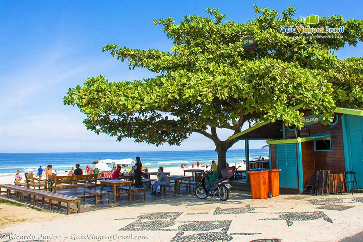 Imagem da bela árvore ao lado da Barraca do Pepe, na Praia Barra da Tujica.
