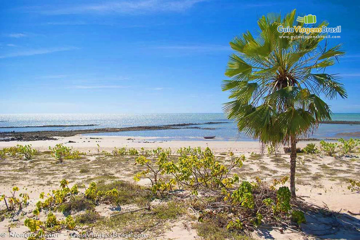 Imagem da bela vegetação na areia da praia e ao fundo mar calmo e azul, Praia Canaubinhas.