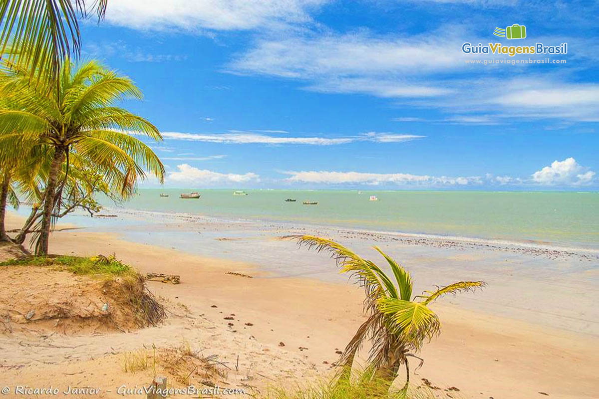 Imagem de belos coqueiros e ao fundo a magnífica Praia Poço.