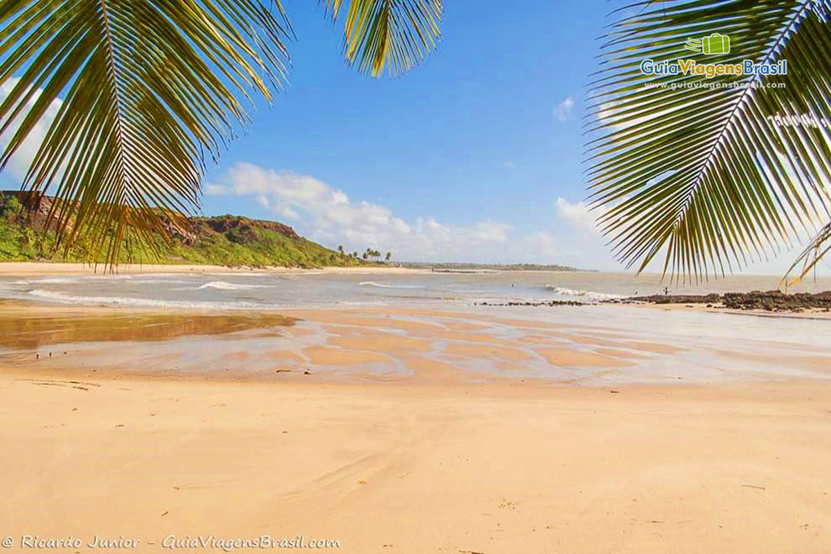 Imagem de duas folhas de coqueiro e ao fundo a bela Praia Coqueirinho.