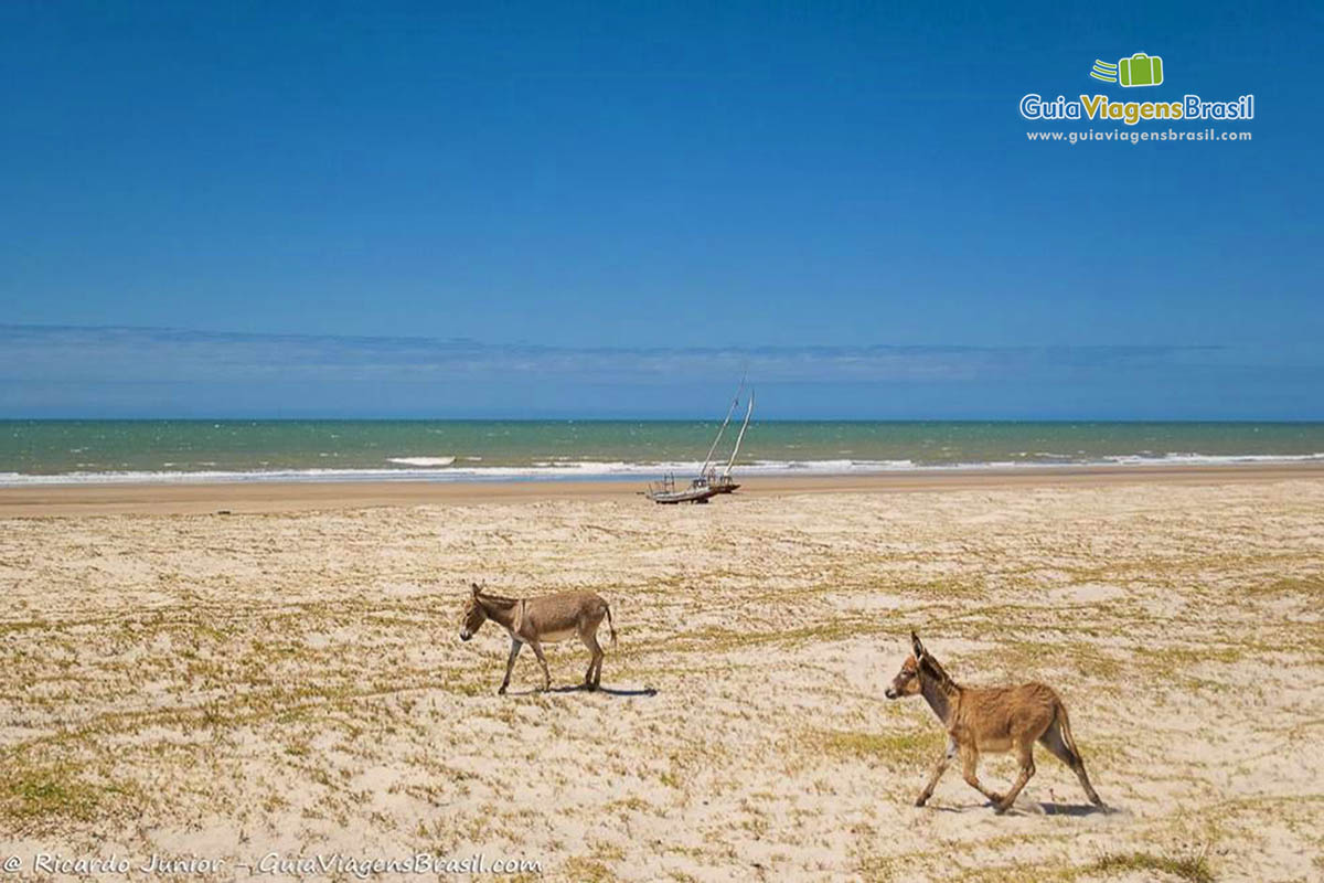 Imagem de burros andando pela Praia de Embuaca em Trairi.