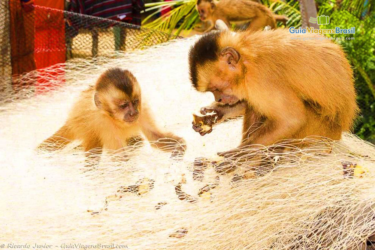 Imagem de um casal de macacos sentados em cima da rede de pescadores.