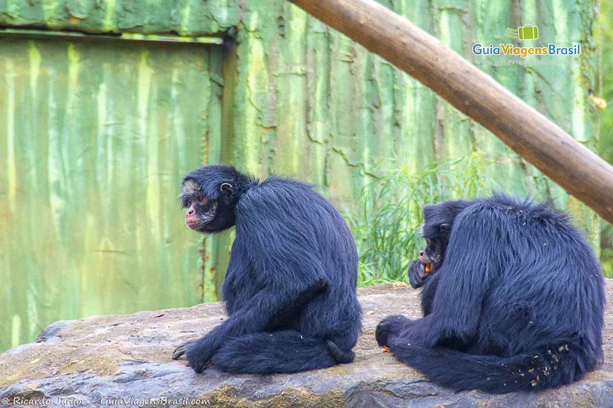 Imagem de casal de macacos em Gramado.