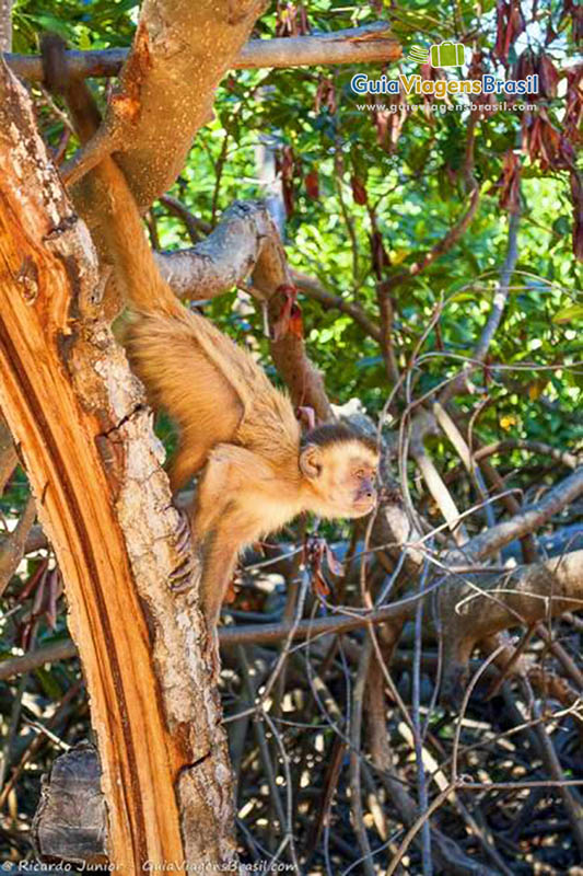 Imagem de um macaco esperto no Circuito Caburé.