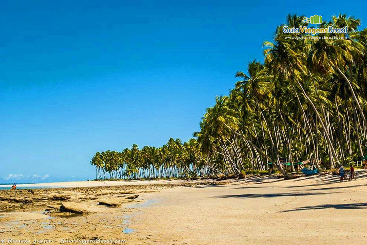 Imagem de coqueiros que dão um charme na orla da Praia Carneiros.