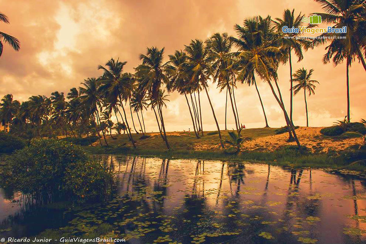 Imagem de lindos coqueiros no entardecer na Praia Costa do Sauípe.