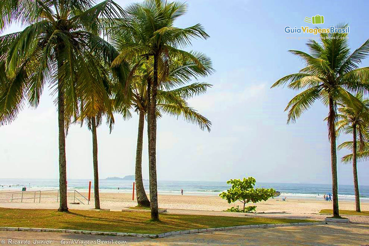 Imagem de belo coqueiros na orla da Praia da Enseada.