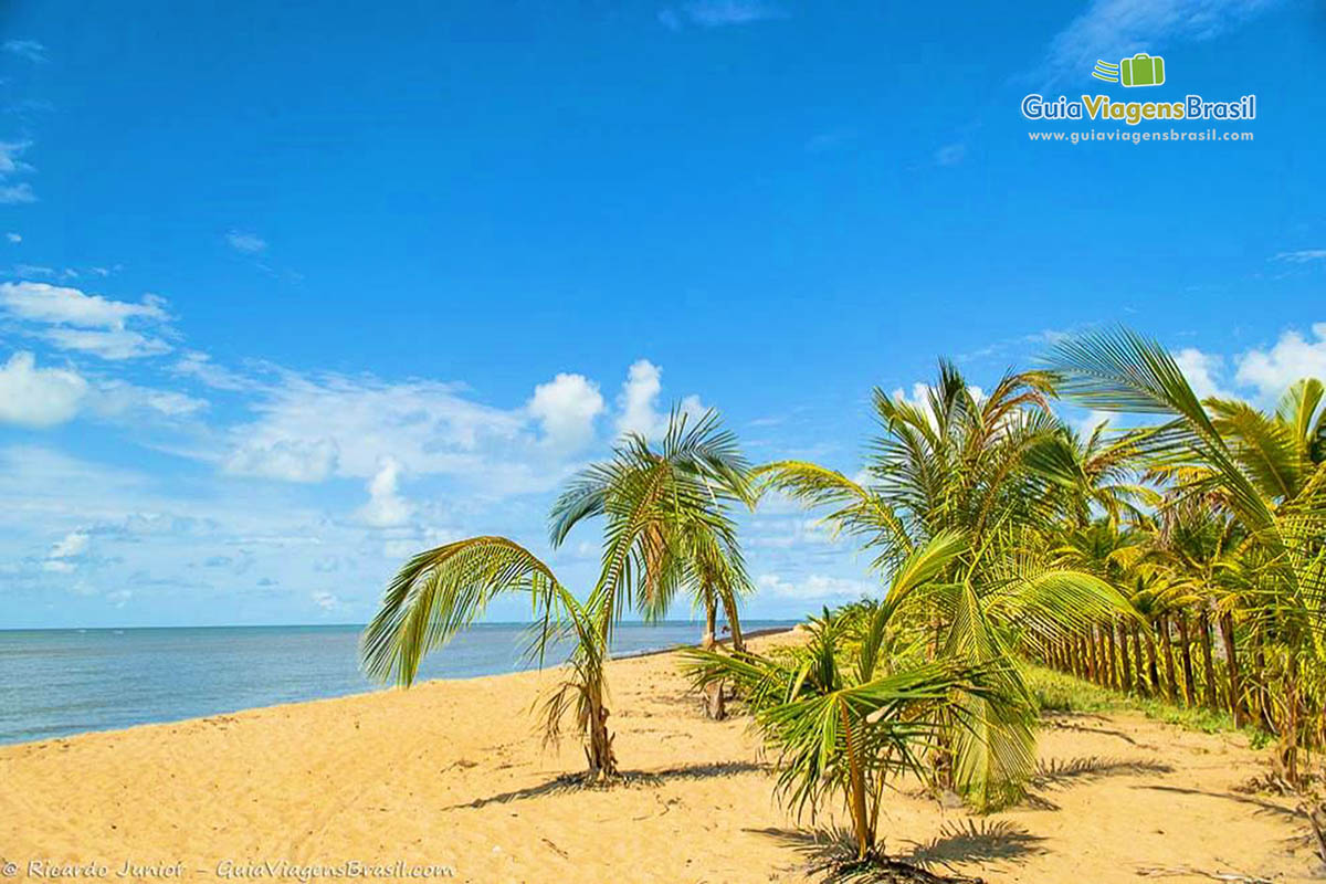 Imagem de coqueiros nas areias da praia.