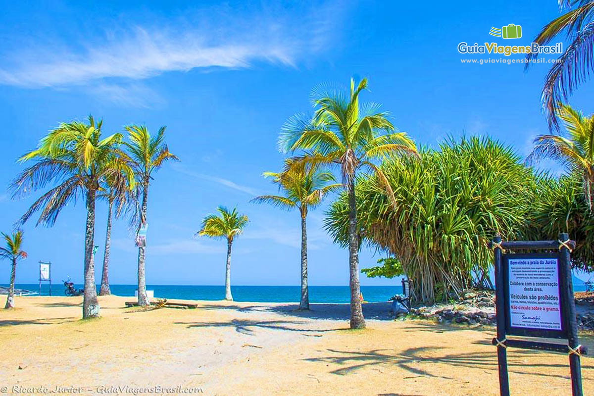 Imagem de coqueiros nas areias da Praia Jureia.