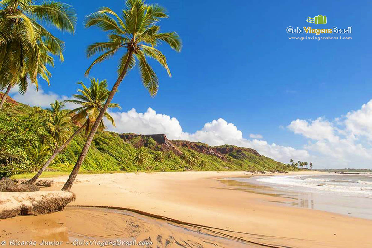 Imagem de belos coqueiros na orla da praia.