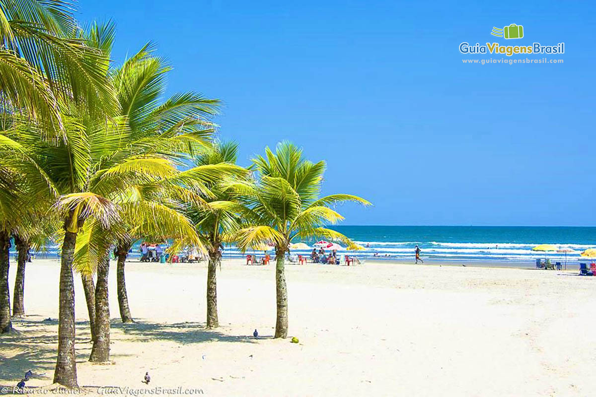 Imagem de charmosos coqueiros nas areias da praia.