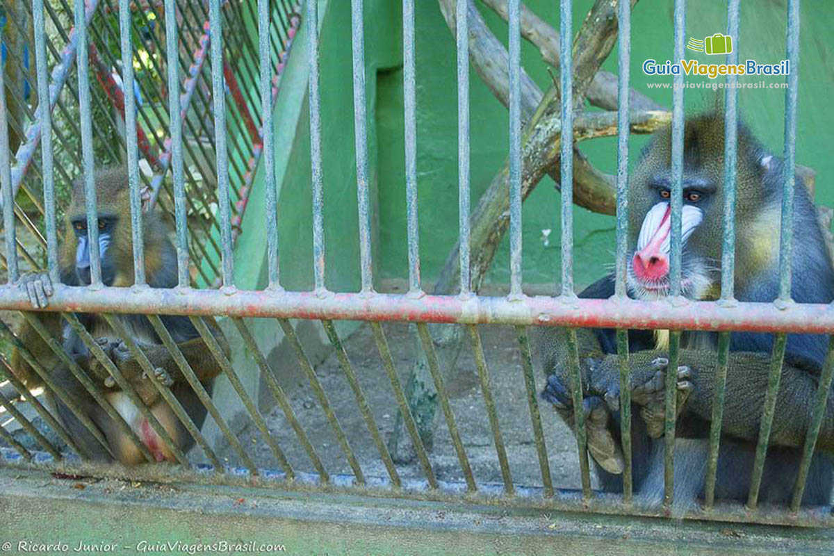 Imagem de uma espécie de macaco dentro da jaula.