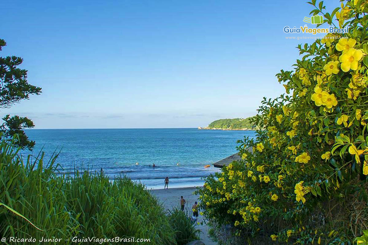 Imagem de flores e ao fundo o belo mar azul da Praia Estaleiro.