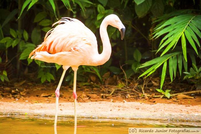 Imagem de raras aves, no Parque das Aves, em Foz do Iguaçu.