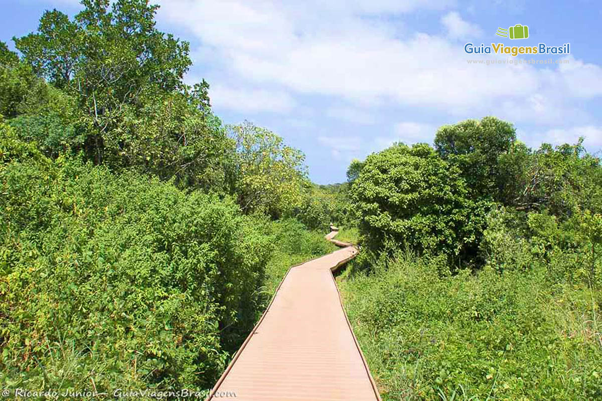 Imagem da trilha para Baía dos Golfinhos, em Fernando de Noronha, Pernambuco, Brasil.