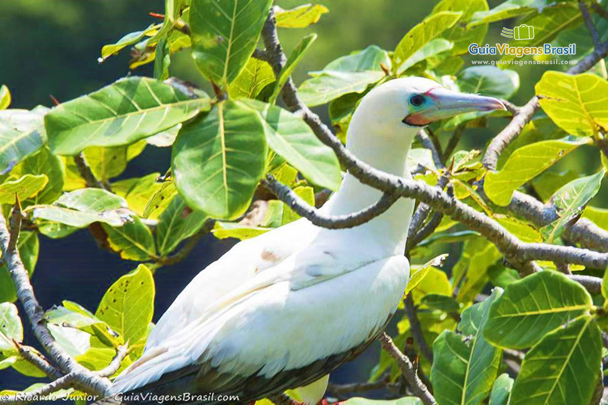Imagem bem aproximada de um pássaro na árvore, na Baía dos Porcos, em Fernando de Noronha, Pernambuco, Brasil.