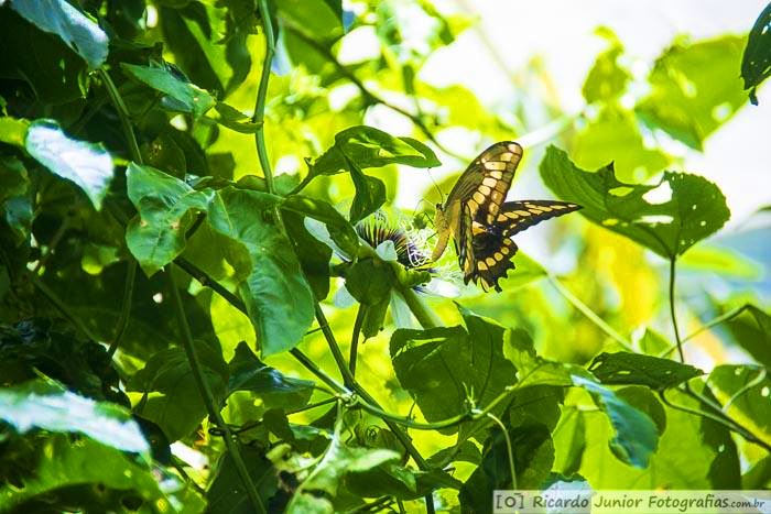 Imagem de borboleta amarela nas plantas do Parque.