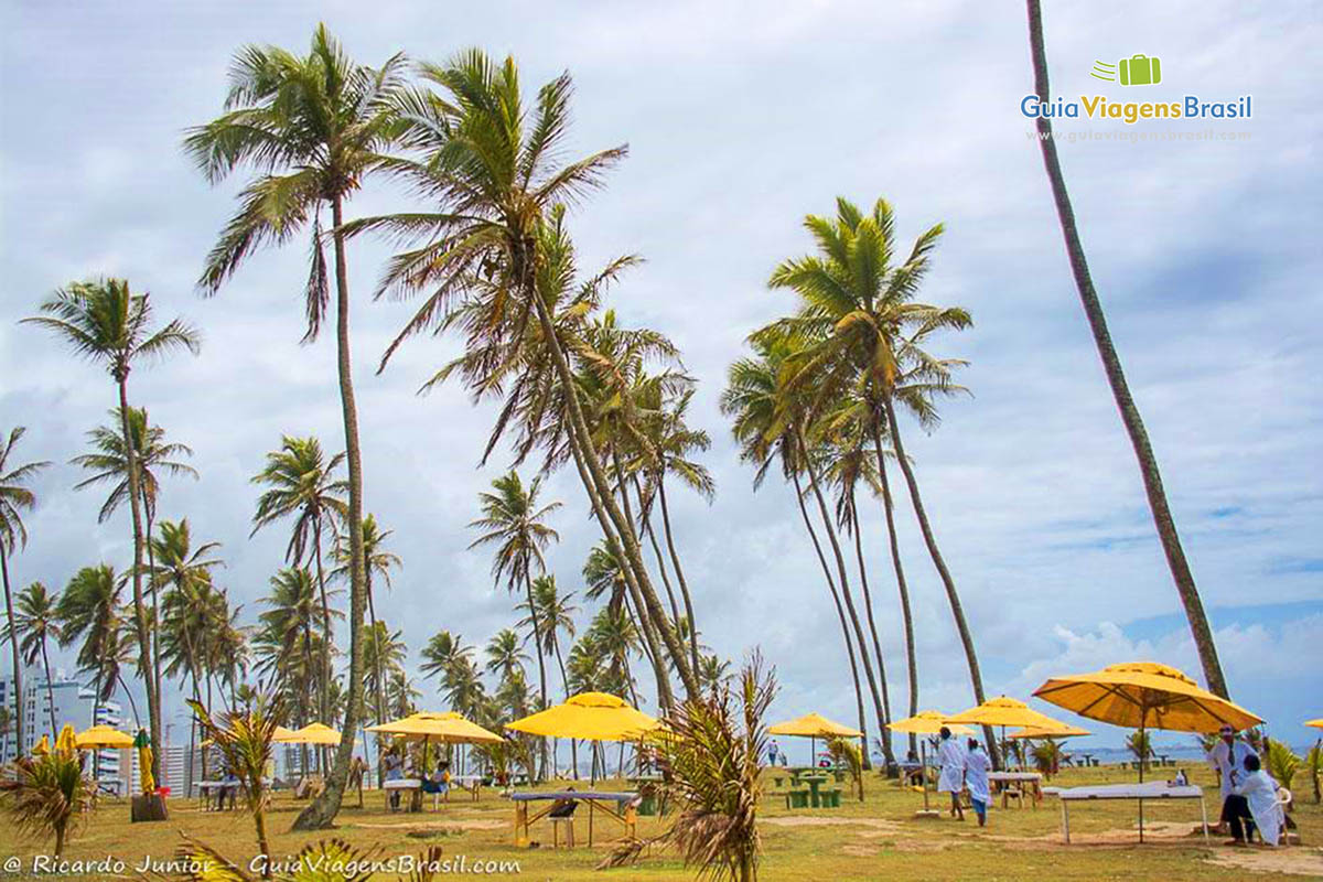 Imagem de imensos coqueiros na areias da Praia do Jardim de Alah, em Salvador, Bahia.