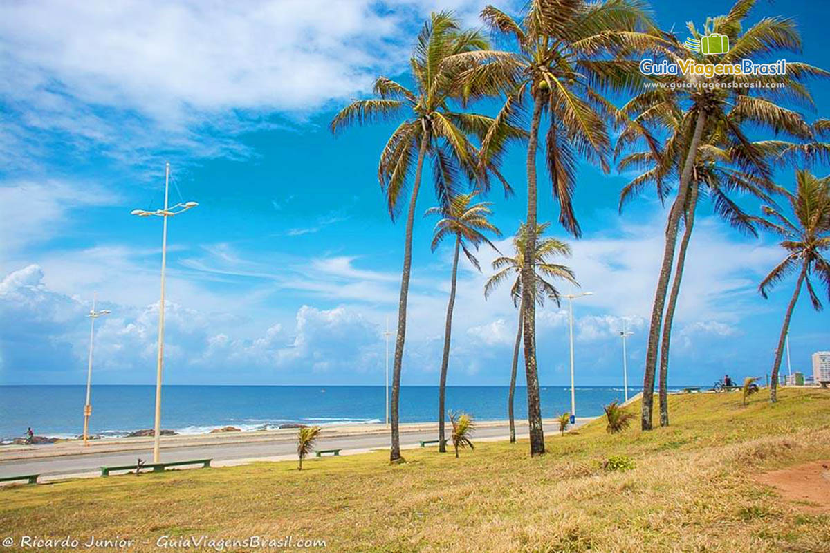 Imagem dos coqueiros e ao fundo o mar da praia e um céu maravilhoso, em Salvador.