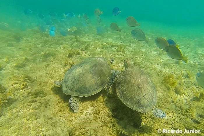 Imagem de duas tartarugas no fundo do mar, em Pernambuco.