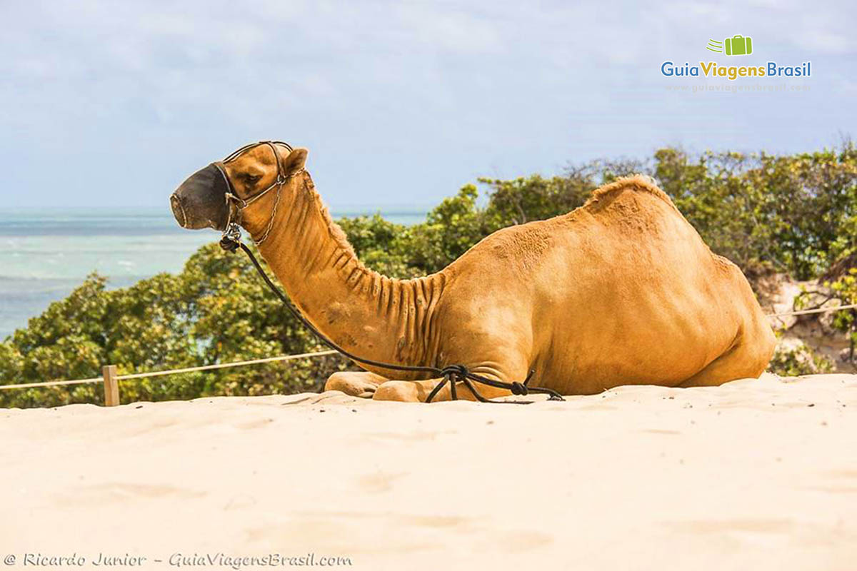 Imagem de um enorme dromedário sentado nas areias das dunas descansando entre um passeio e outro com turistas.