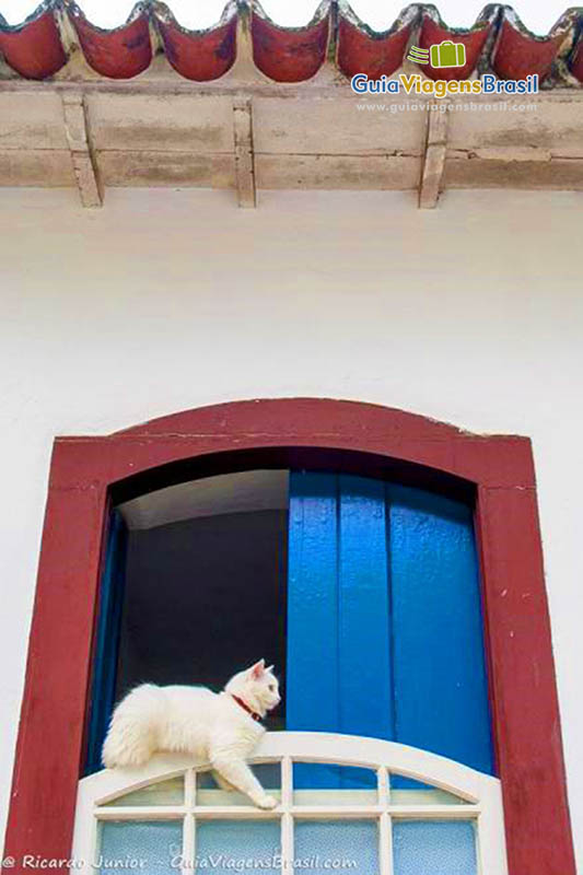Imagem de uma gato branco deitado em cima da janela.