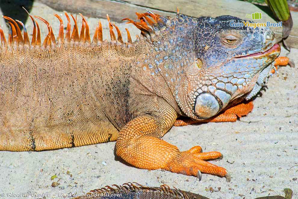 Imagem aproximada de uma iguana, parece que sabe que esta sendo fotografada.