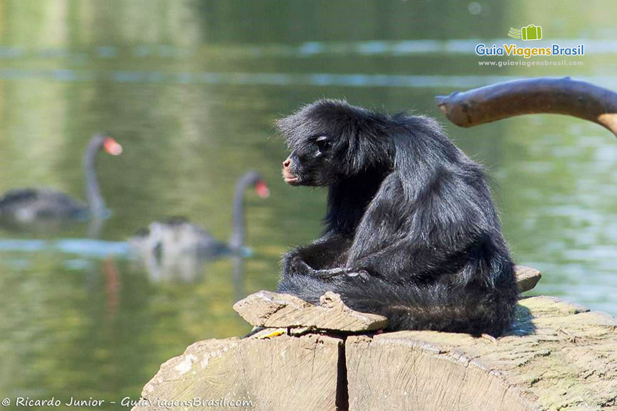 Imagem macaco tomando um banho de sol.