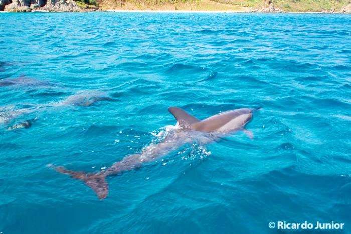 Imagem de carinhosos golfinhos nadando em alto mar.
