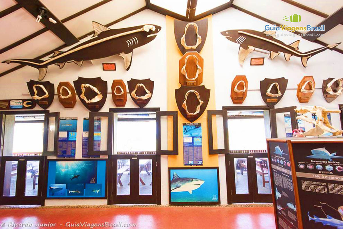Imagem de ossada de tubarões e fotos de tubarões pendurados na parede do Museu do Tubarão, em Fernando de Noronha, Pernambuco, Brasil.