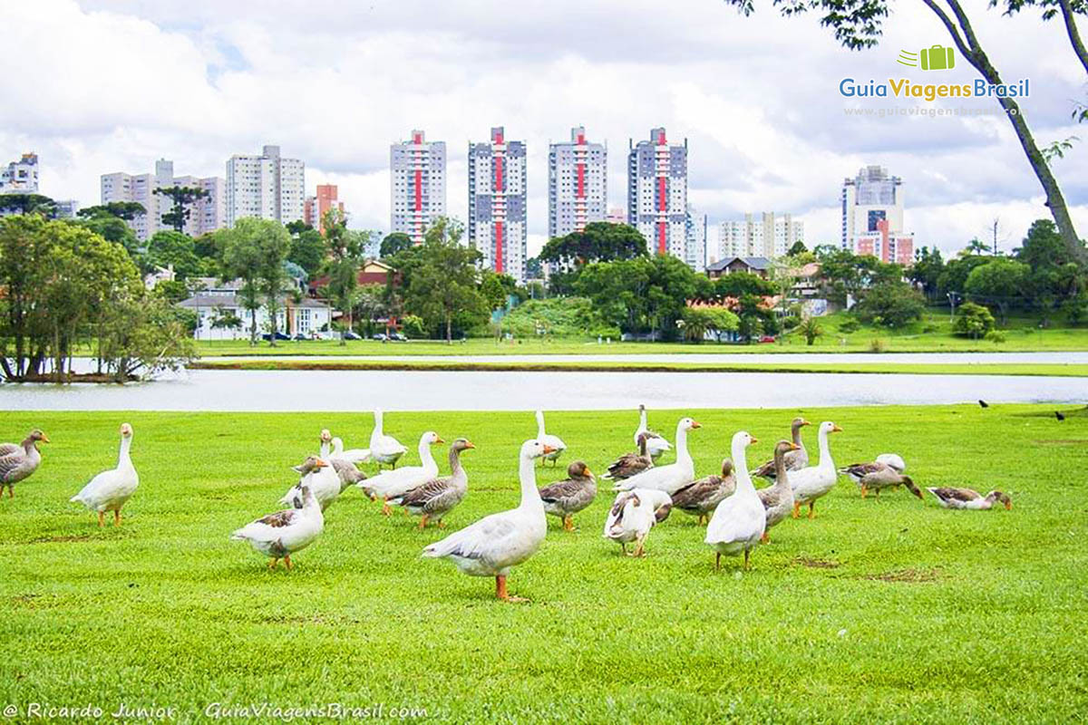 Imagem de patos andando no gramado próximo ao lago no Parque Birigui, em Curitiba, PR.