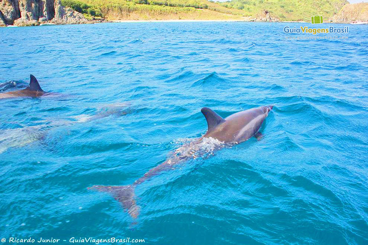 Imagem de golfinhos, nadando perto do barco, em Fernando de Noronha, Pernambuco, Brasil. 
