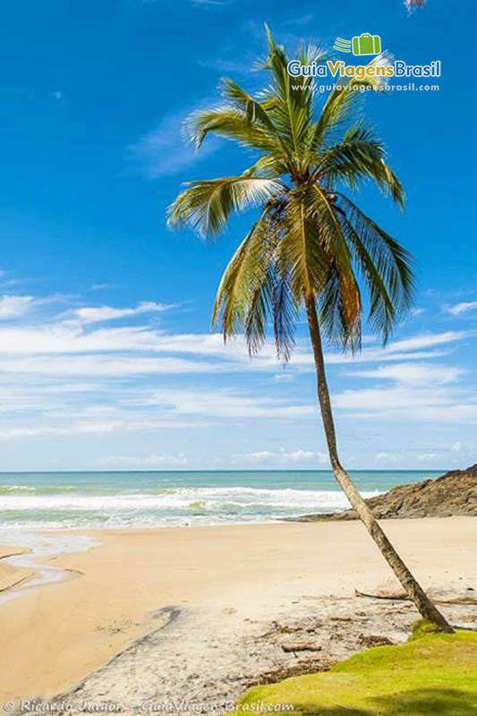 Imagem de um coqueiro e ao fundo a encantadora Praia da Concha, em Itacaré.