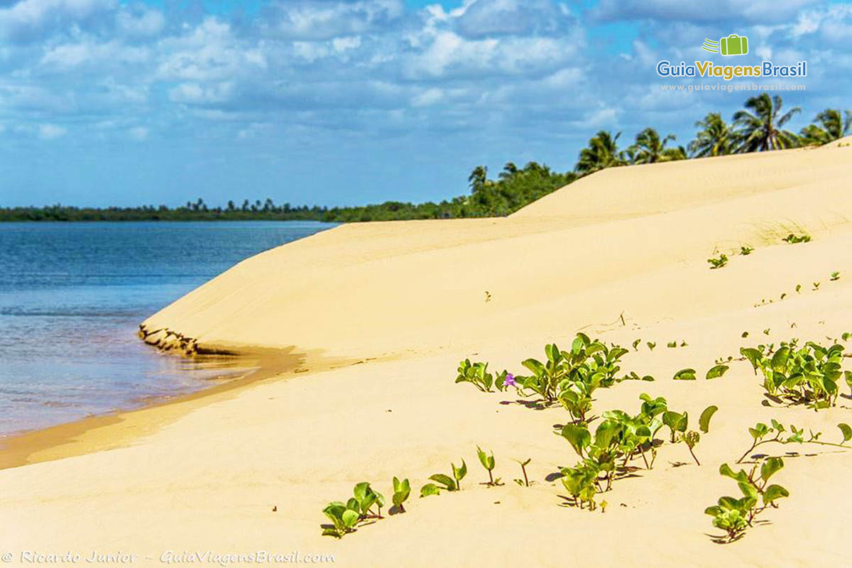 Imagem da águas calmas e claras do velho Chico e da areia com vegetação peculiar, Foz Rio São Francisco, em Alagoas, Brasil.
