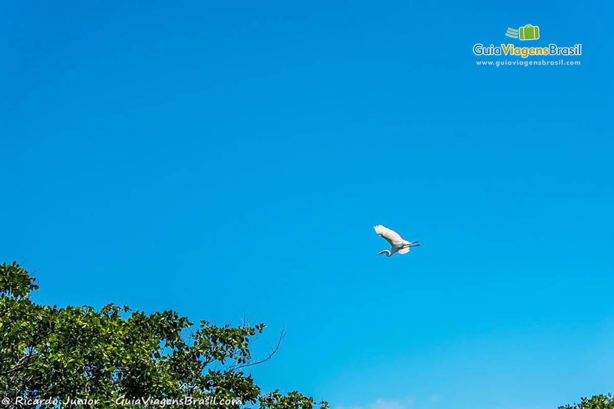 Imagem de um pássaro voando no céu maravilhoso de Foz Rio São Francisco, em Alagoas, Brasil.