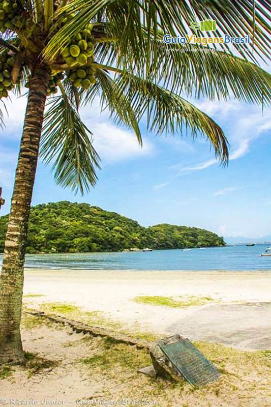 Imagem da linda Praia da Prainha com coqueiro para compor esta bela paisagem, na Ilha do Mel, Paraná, Brasil.