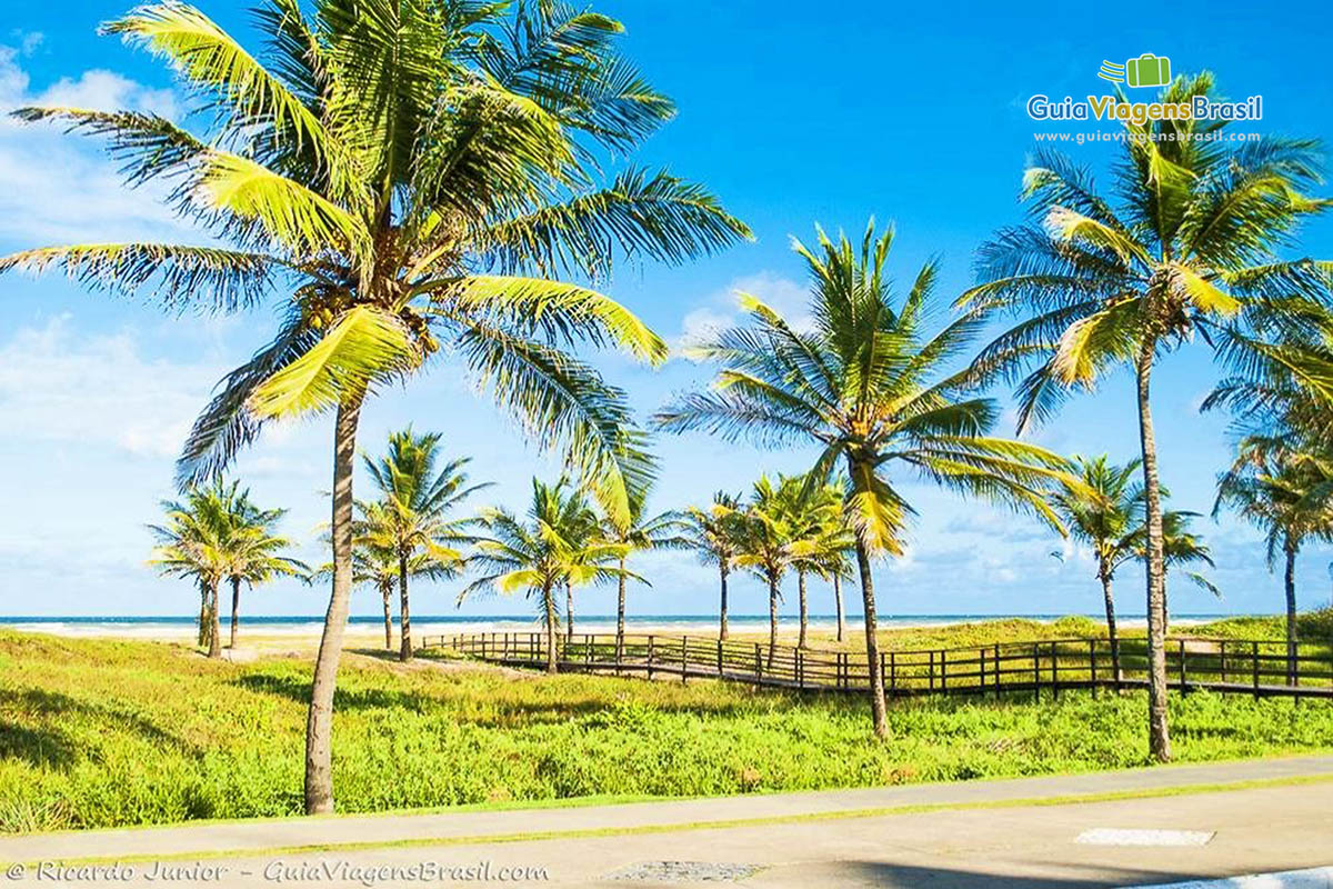 Imagem de grandes coqueiros na praia de Sergipe.