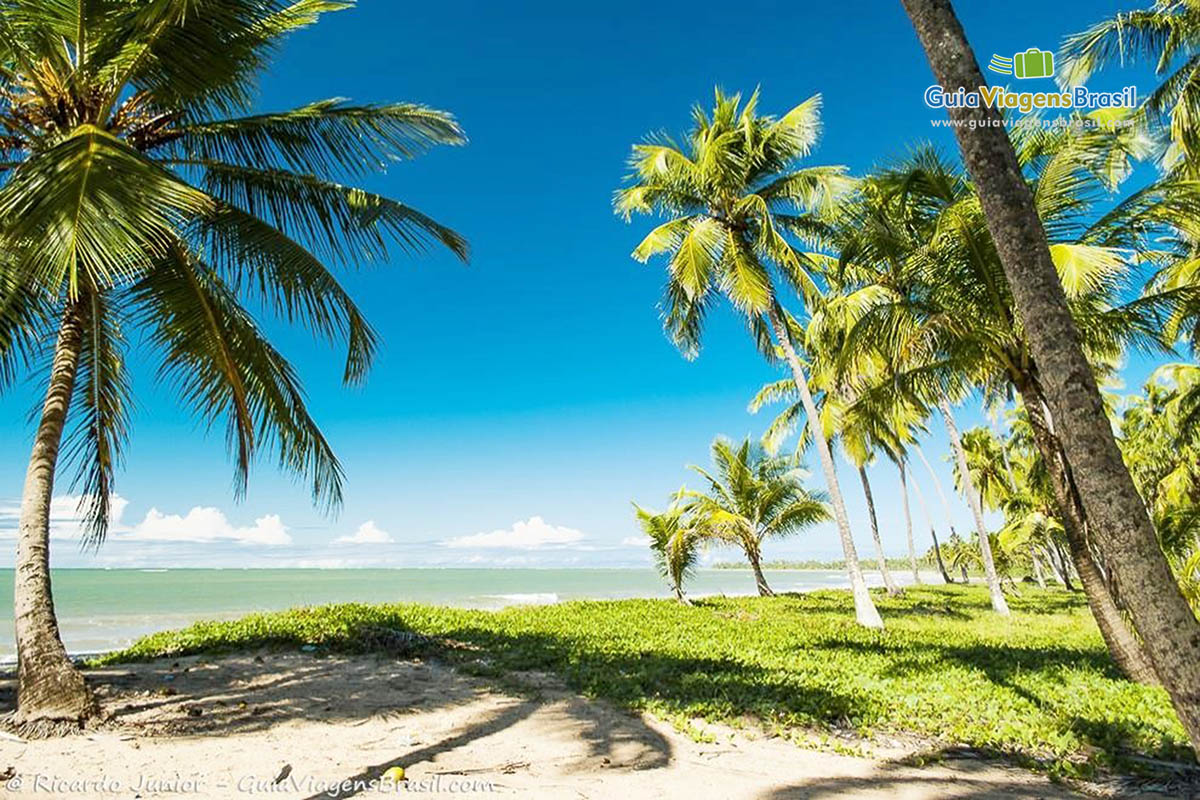 Imagem das linda praia com coqueiros, Praia Barreiras de Boqueirão em Japaratinga.