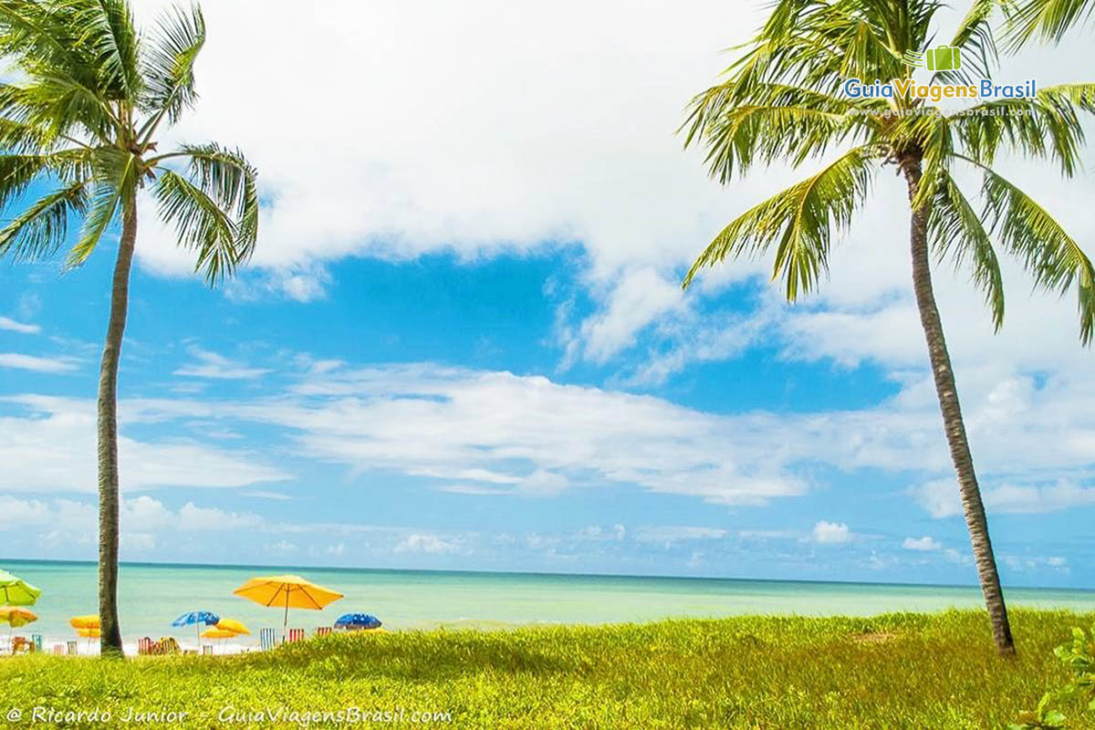 Imagem de lindos coqueiros na Praia de Boa Viagem com o mar completando a bela paisagem.