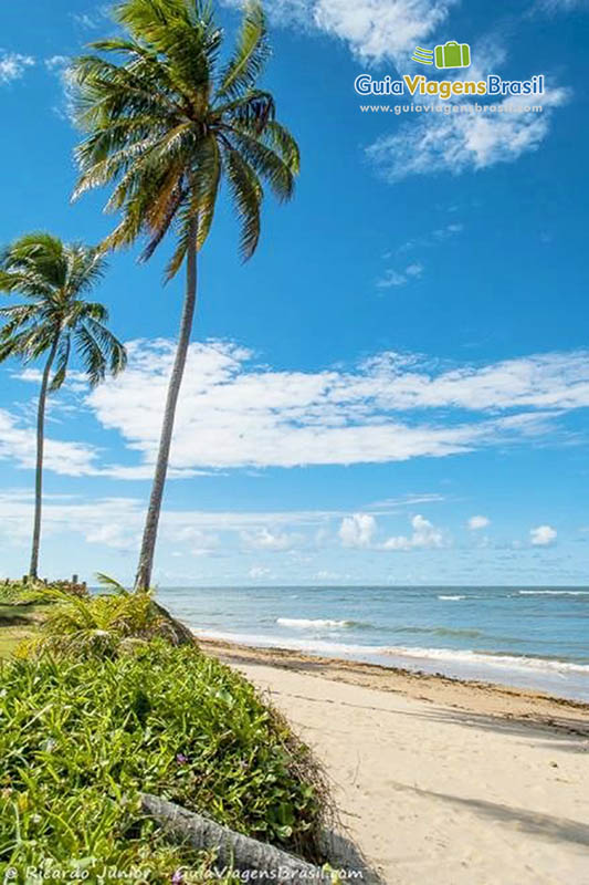 Imagem de coqueiro em um belo dia de sol na Praia Itacimirim.