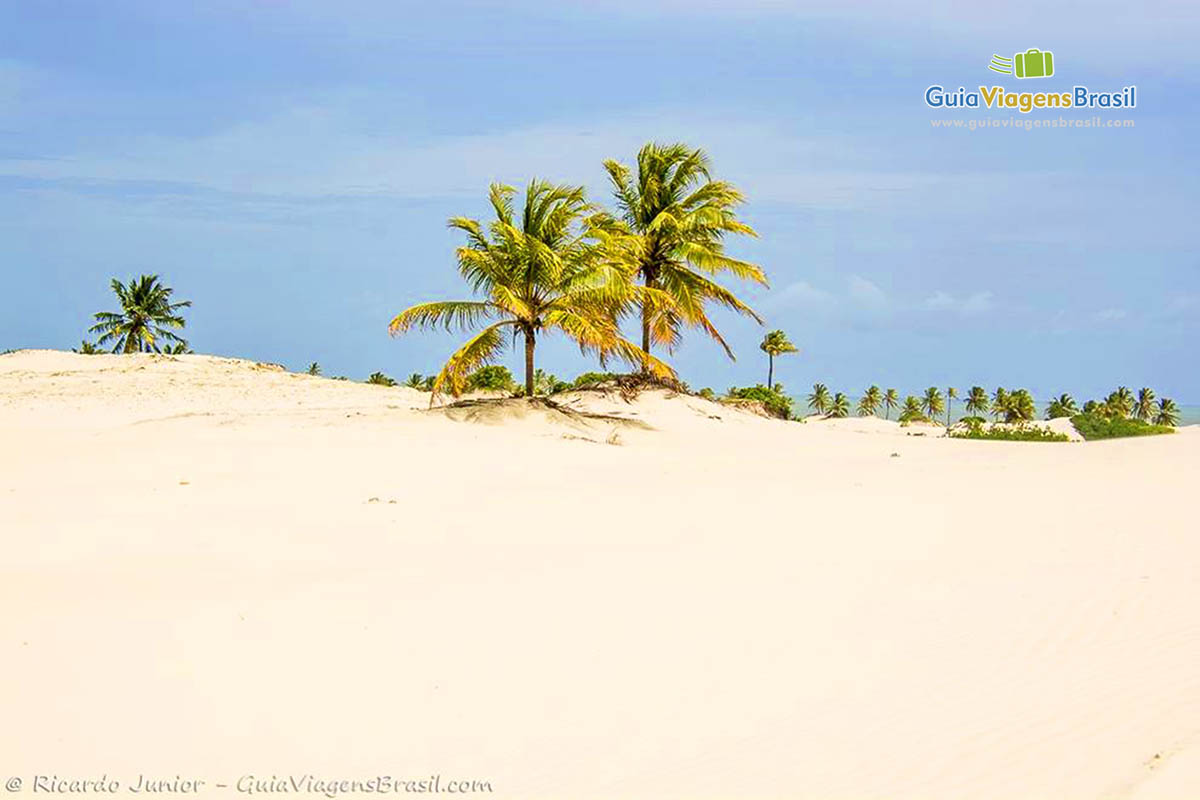 Imagem de coqueiros nas dunas de Mangue Seco.