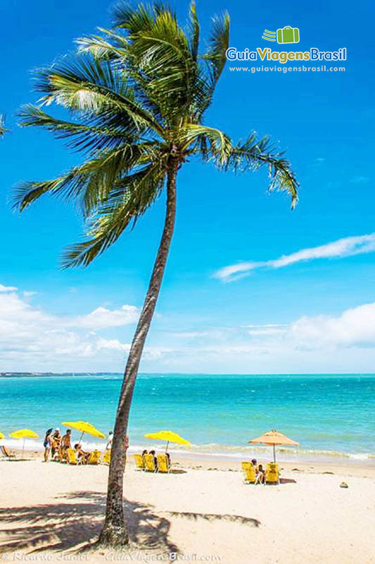 Imagem e coqueiro e ao fundo guarda sol com cadeiras e o belo mar da Praia de Ponta Verde, em Maceió, Alagoas, Brasil.