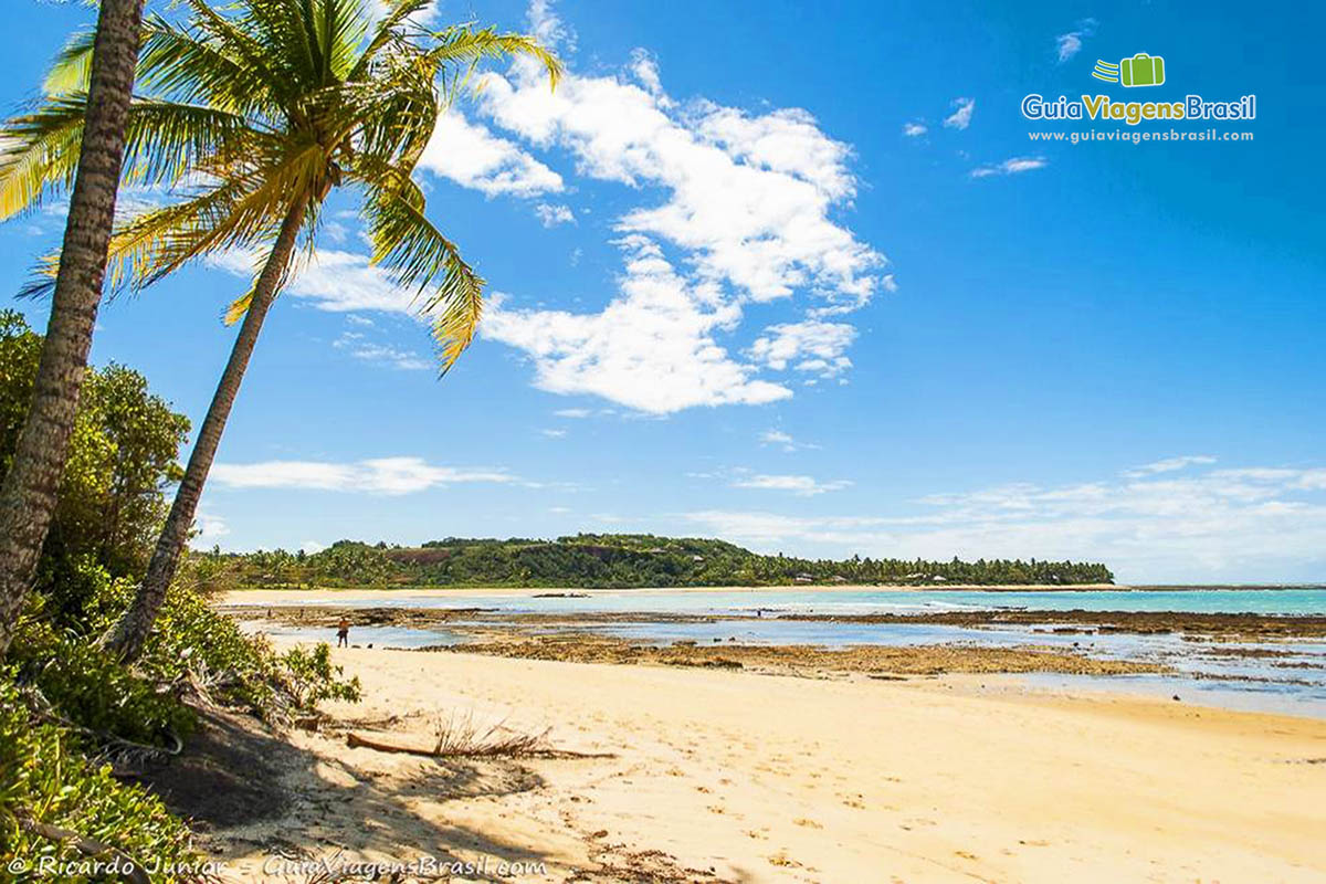 Imagem de coqueiros na bela Praia de Setiquara.