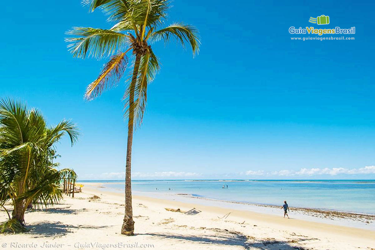 Imagem de coqueiro e belo azul da Praia de Tamandaré.