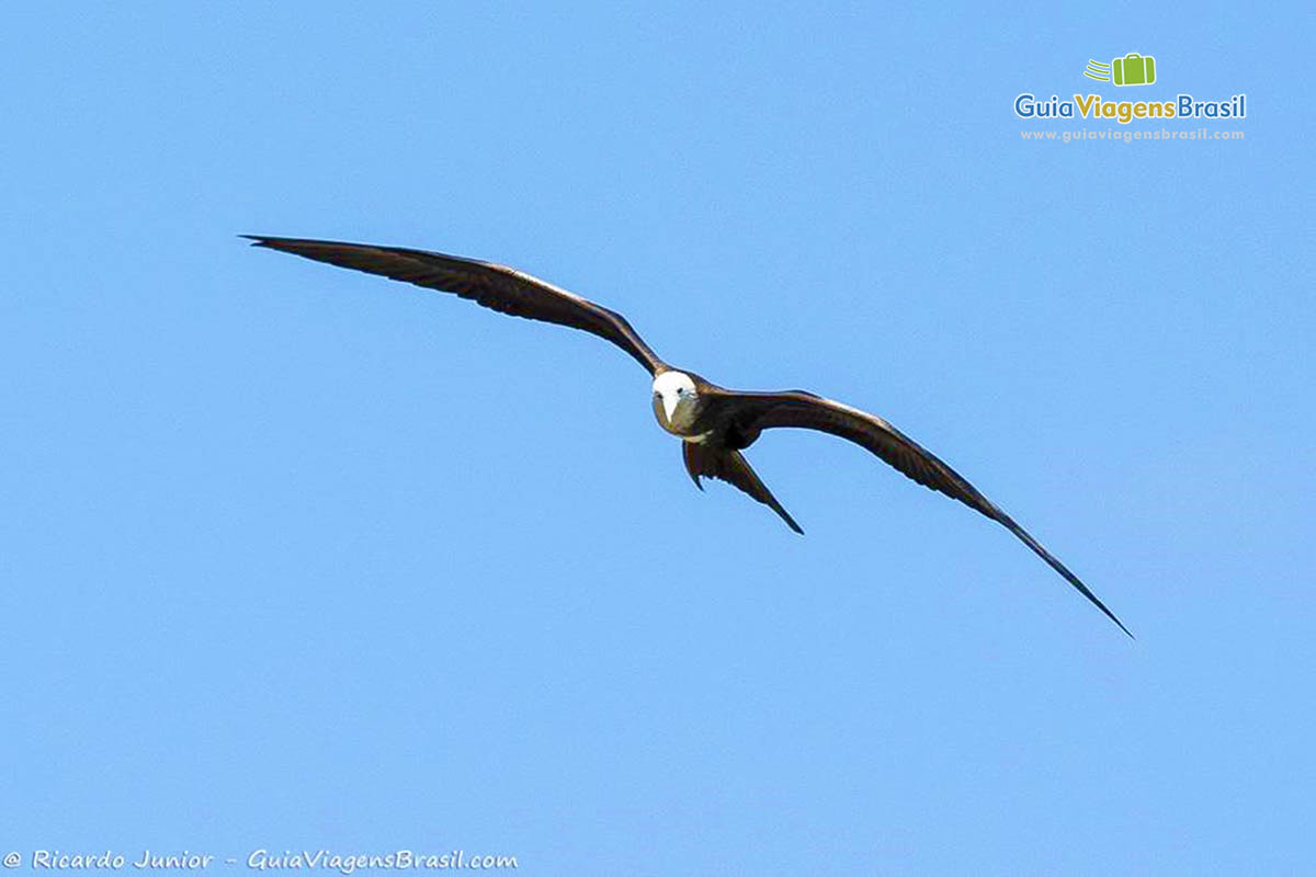 Imagem de lindo pássaro voando no céu azul maravilhoso de Fernando de Noronha, Pernambuco, Brasil.