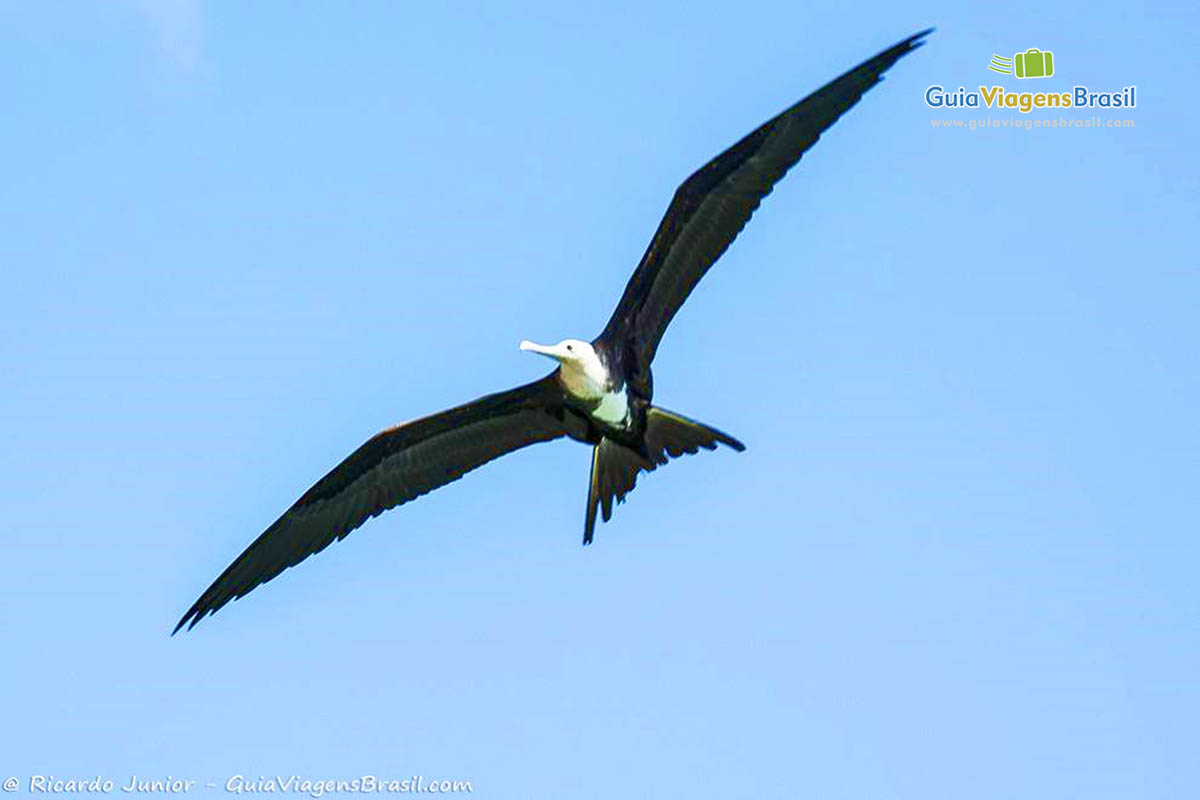 Imagem aproximada de um pássaro voando, natureza é perfeita, na Praia do Cachorro, em Fernando de Noronha, Pernambuco, Brasil.