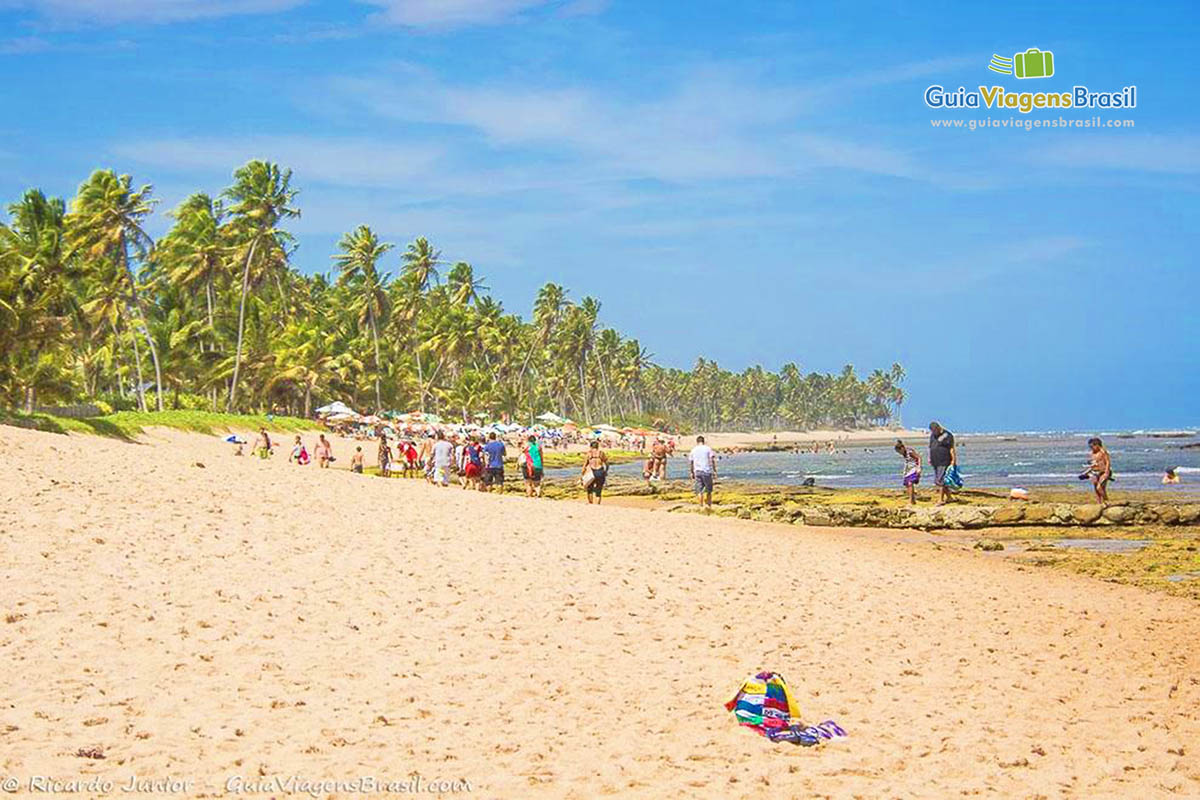 Imagem do mar, da areia e dos coqueiros e abrilhantam a paisagem da Praia do Forte.